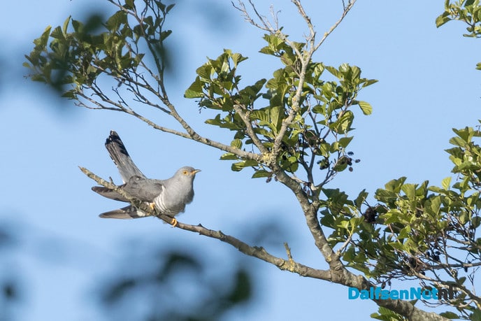 Voorjaarsgroet - Foto: Ingezonden foto