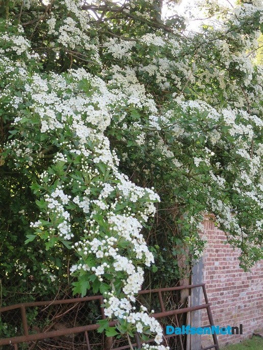 De natuur ontwaakt - Foto: Wim
