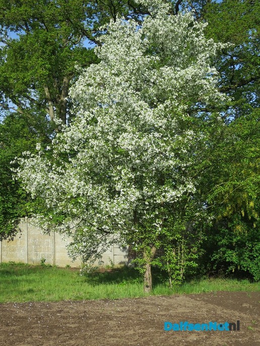 De natuur ontwaakt - Foto: Wim
