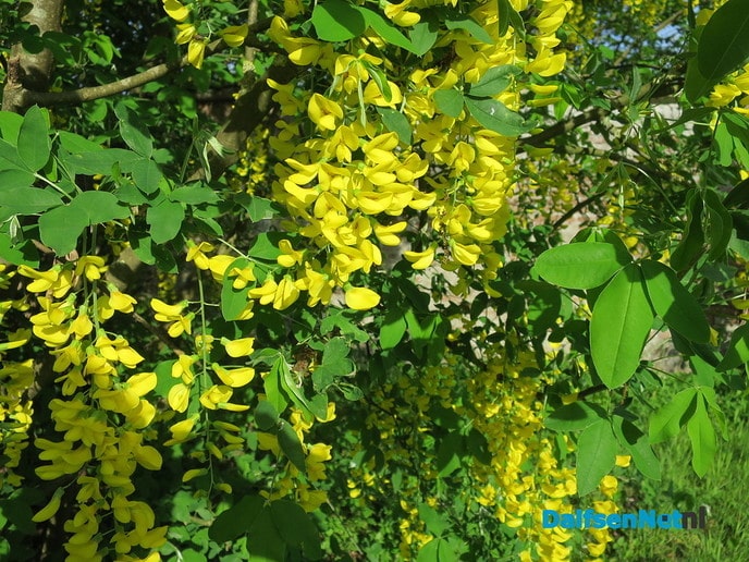 De natuur ontwaakt - Foto: Wim