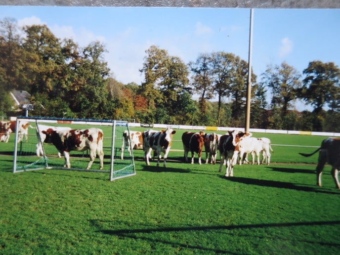 Voetbalvereniging Hoonhorst kiest voor koeien - Foto: Ingezonden foto