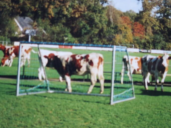 Voetbalvereniging Hoonhorst kiest voor koeien - Foto: Ingezonden foto