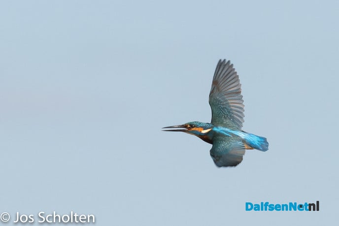 Blauwe schicht - Foto: Ingezonden foto