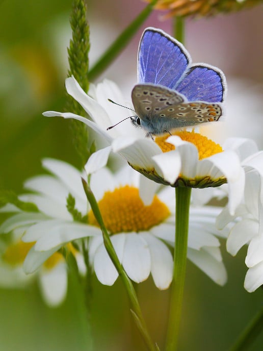 Samen zorgen voor 10 % meer natuur - Foto: Ingezonden foto