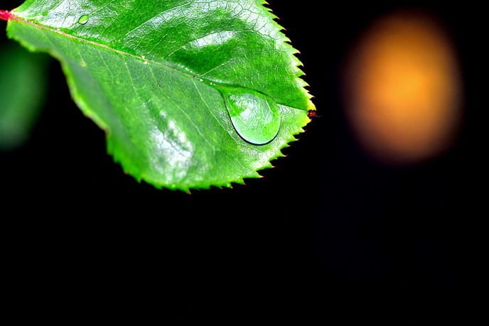 Van de regen in de drup(pels) - Foto: Ben Jonkman