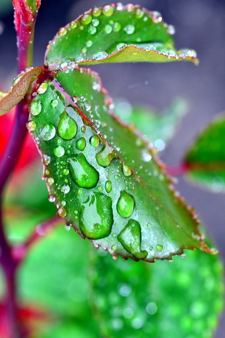 Van de regen in de drup(pels) - Foto: Ben Jonkman