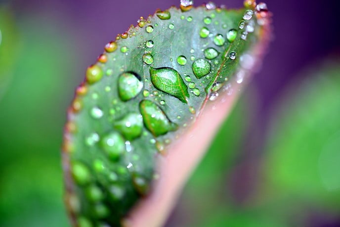 Van de regen in de drup(pels) - Foto: Ben Jonkman