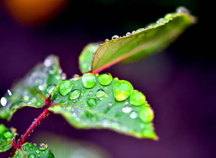 Van de regen in de drup(pels) - Foto: Ben Jonkman