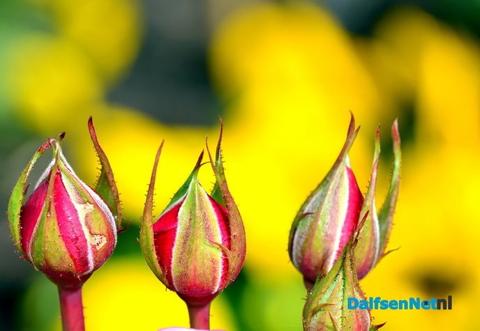 De lelie en de roos in al haar bescheidenheid - Foto: Ben Jonkman