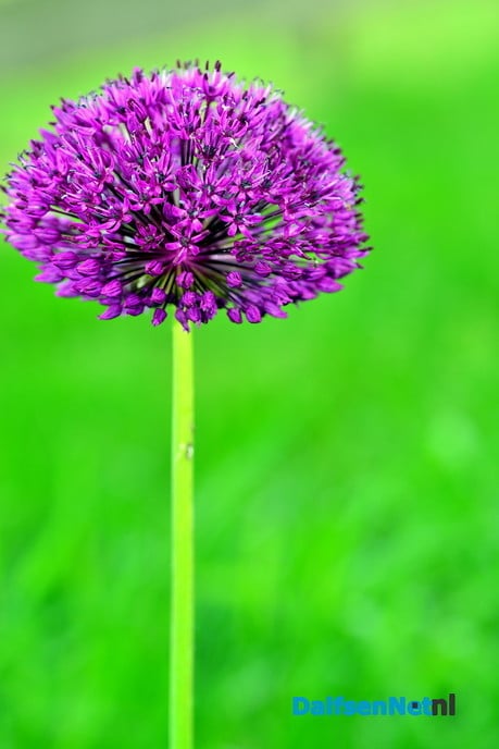De tuin als inspiratiebron - Foto: Ben Jonkman