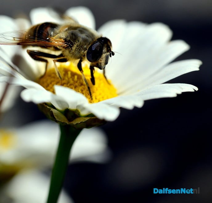 De tuin als inspiratiebron - Foto: Ben Jonkman