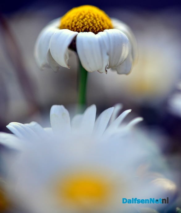 De tuin als inspiratiebron - Foto: Ben Jonkman