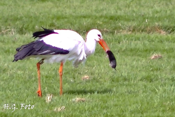 Steenmarter burgert in, weidevogels verdwijnen