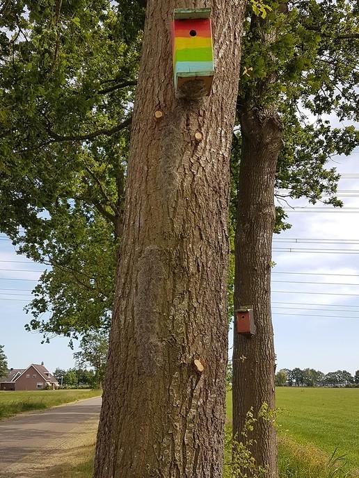 De mezen hoeven niet ver te vliegen - Foto: Eigen geleverde foto