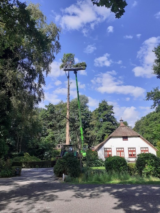 Hoge boom kopje kleiner gemaakt - Foto: Eigen geleverde foto