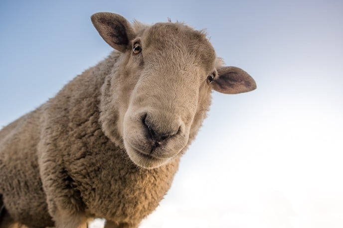 Tijdelijk geen schapen op droge dijken - Foto: Ingezonden foto