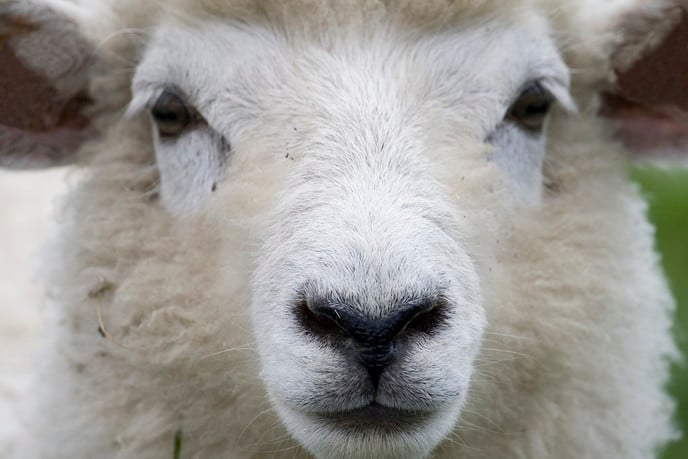 Tijdelijk geen schapen op droge dijken - Foto: Ingezonden foto