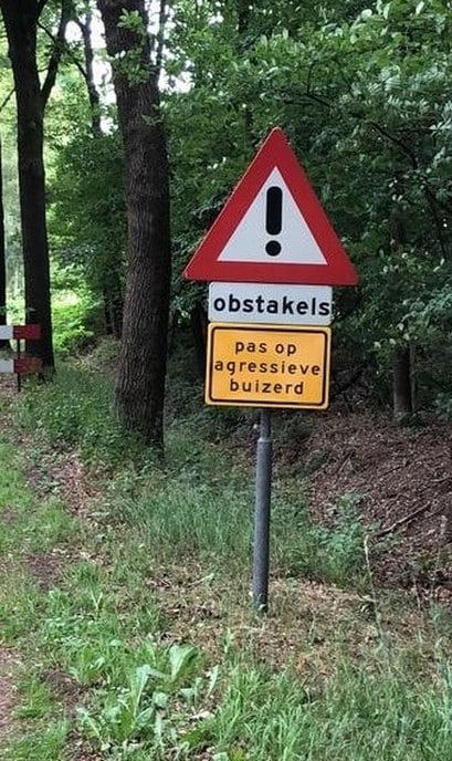 Waarschuwing: Buizerd beschermt zijn jongen - Foto: Gemeente Dalfsen