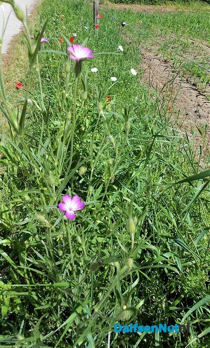 Het zaad doet het goed
