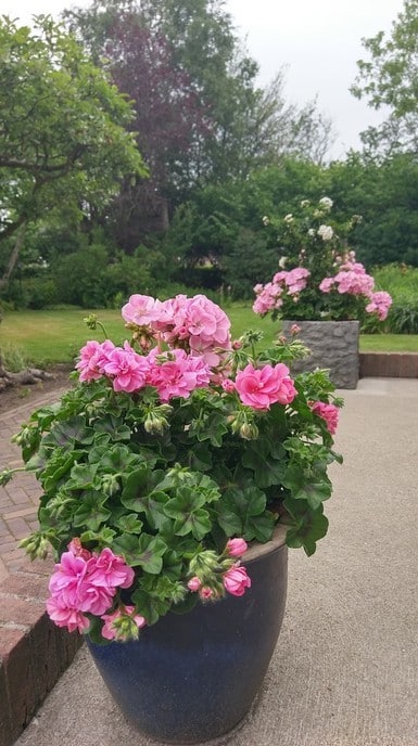 Tuin hospice weer pico bello - Foto: Ingezonden foto