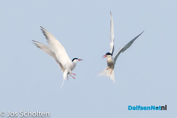 Conflict - Foto: Ingezonden foto