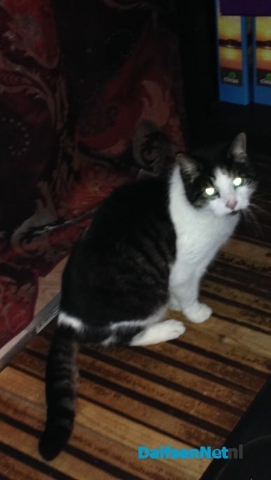 Poes vermist - Foto: Ingezonden foto
