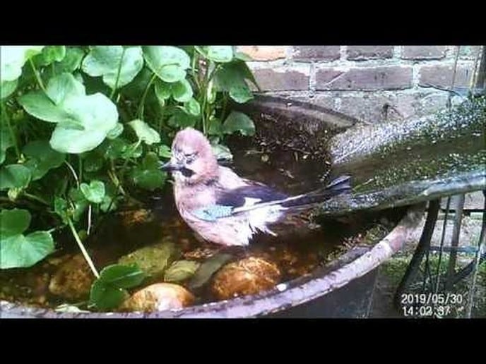Het vogelbadje van H.G.