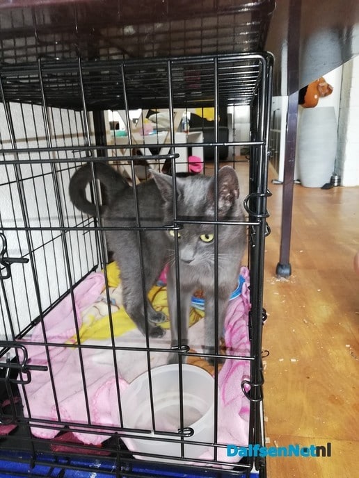 Grijze poes gevonden…. - Foto: Ingezonden foto
