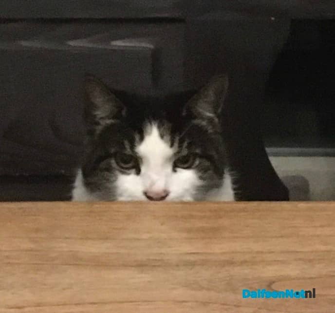 Poes vermist - Foto: Ingezonden foto