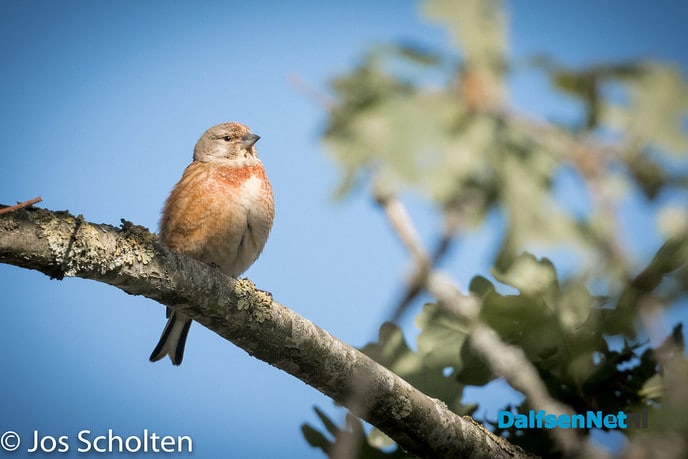 “Knetterbek” - Foto: Ingezonden foto
