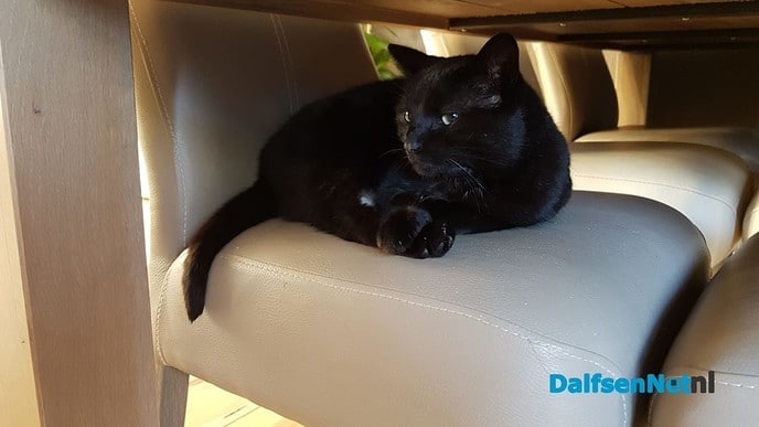 2 katten vermist - Foto: Ingezonden foto