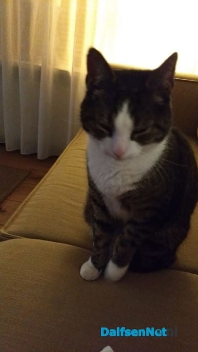 2 katten vermist - Foto: Ingezonden foto