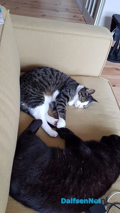 2 katten vermist - Foto: Ingezonden foto
