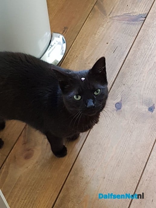 2 katten vermist - Foto: Ingezonden foto