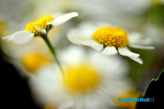 Tuin blijft mij inspireren - Foto: Ben Jonkman