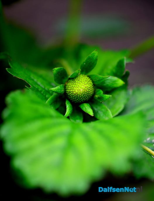 Tuin blijft mij inspireren - Foto: Ben Jonkman