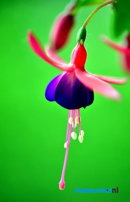Tuin blijft mij inspireren - Foto: Ben Jonkman