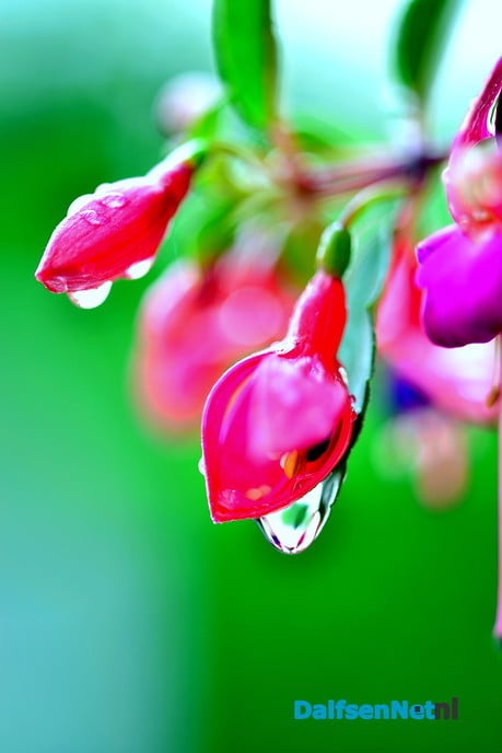 Tuin blijft mij inspireren - Foto: Ben Jonkman