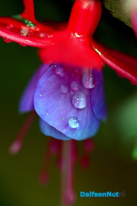 Tuin blijft mij inspireren - Foto: Ben Jonkman