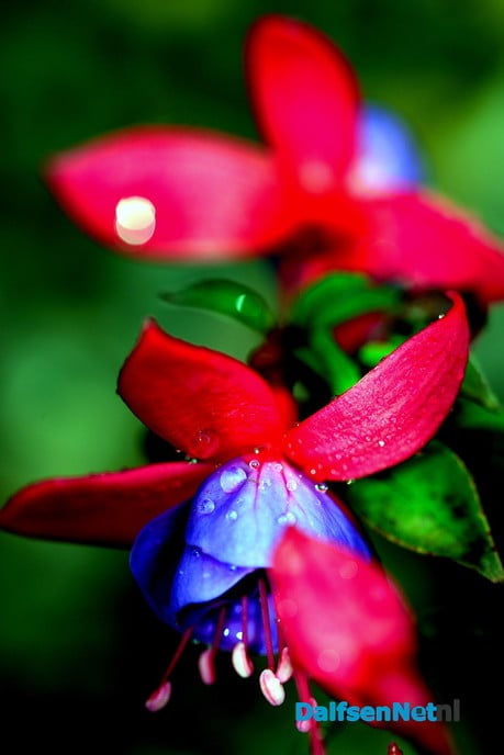Tuin blijft mij inspireren - Foto: Ben Jonkman