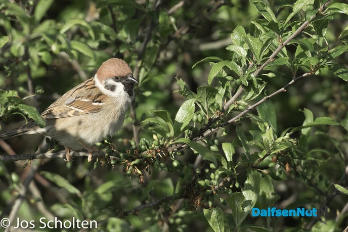 Geringde mus - Foto: Ingezonden foto