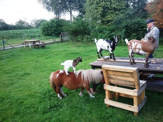Verdraagzame vrienden in de wei - Foto: Ingezonden foto