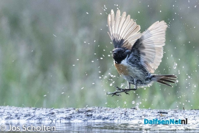 Roodborsttapuit heeft de wind mee - Foto: Ingezonden foto