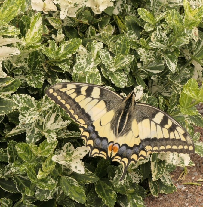 Vlinder - Foto: Ingezonden foto