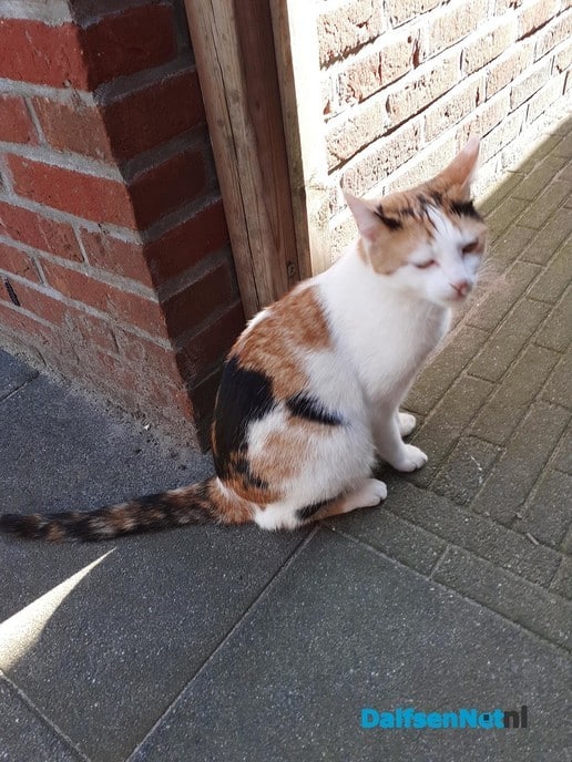 Wie mist er een poes/kat - Foto: Ingezonden foto