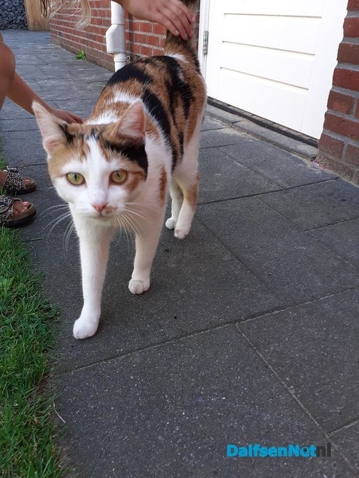 Wie mist er een poes/kat - Foto: Ingezonden foto