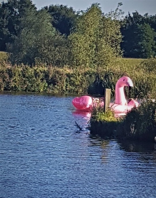 Vreemde vogel in de Vecht - Foto: Ingezonden foto