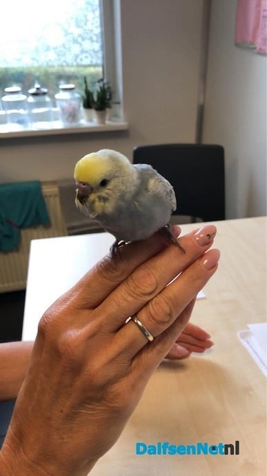Parkietje gevonden - Foto: Ingezonden foto