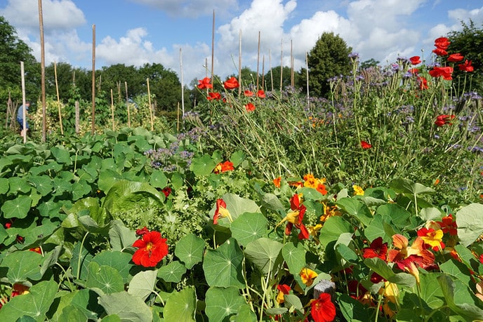 In de moestuin van de de Natuurboerderij - Foto: Paul Scholten