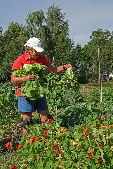 In de moestuin van de de Natuurboerderij - Foto: Paul Scholten